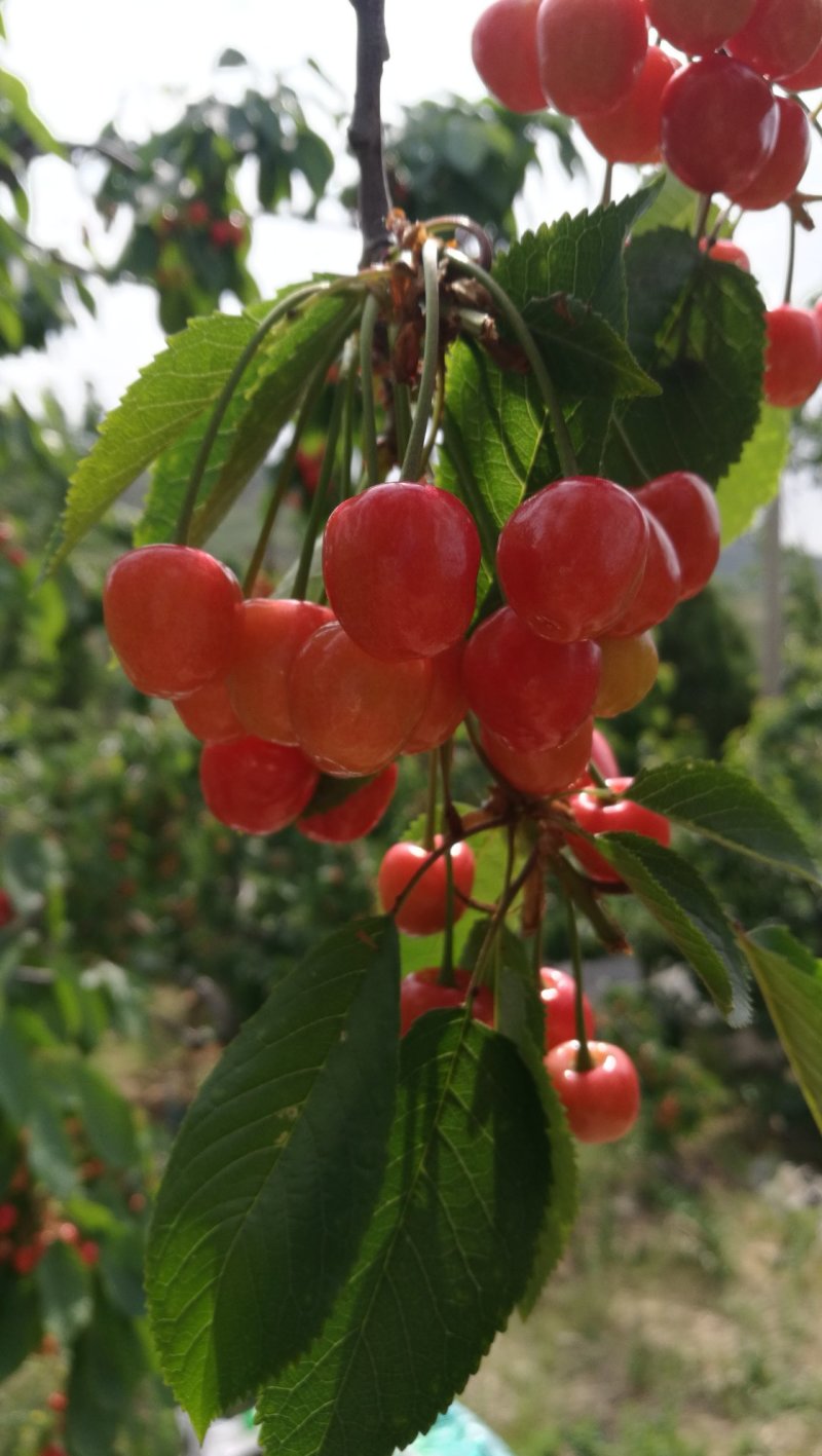 沂蒙山蒙阴陆地樱桃一件代发