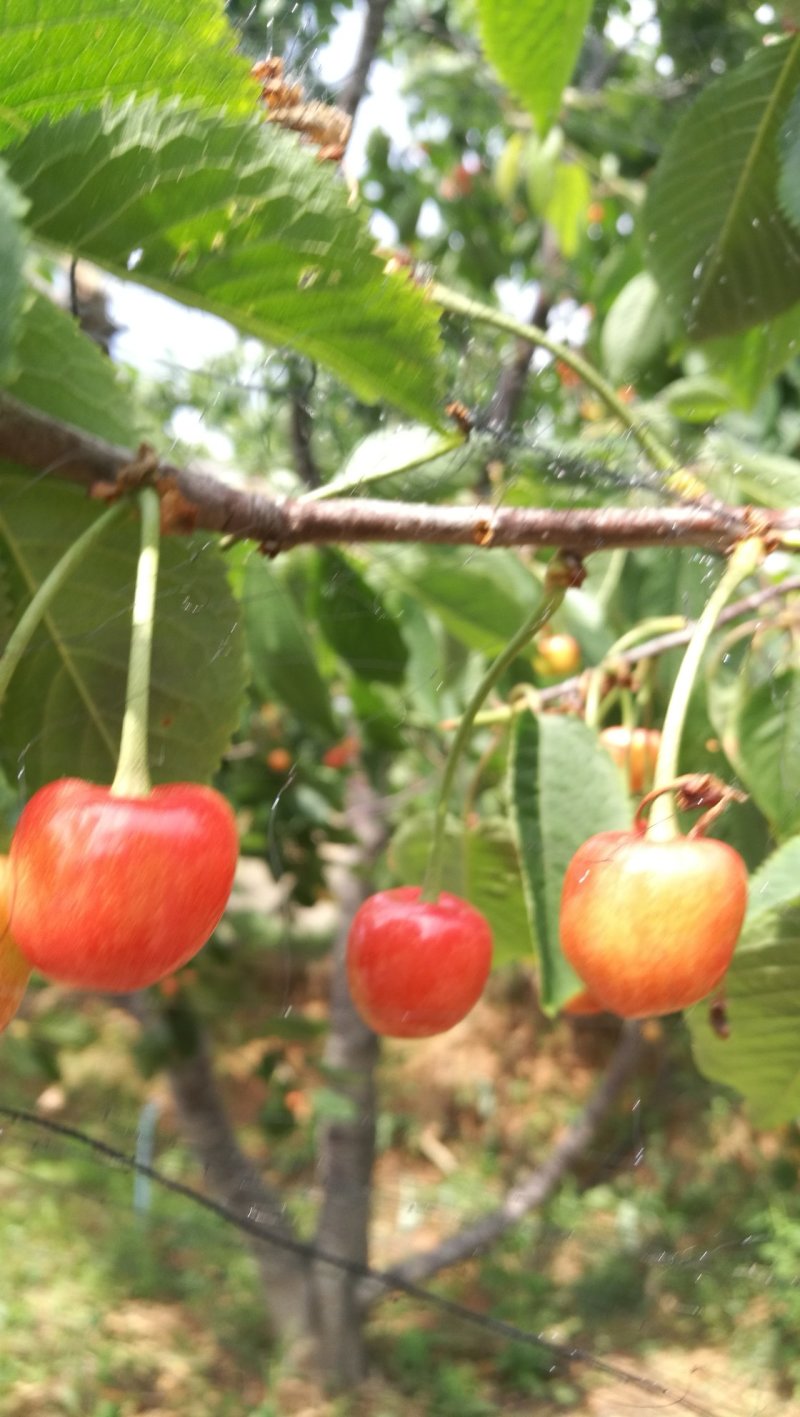 沂蒙山蒙阴陆地樱桃一件代发