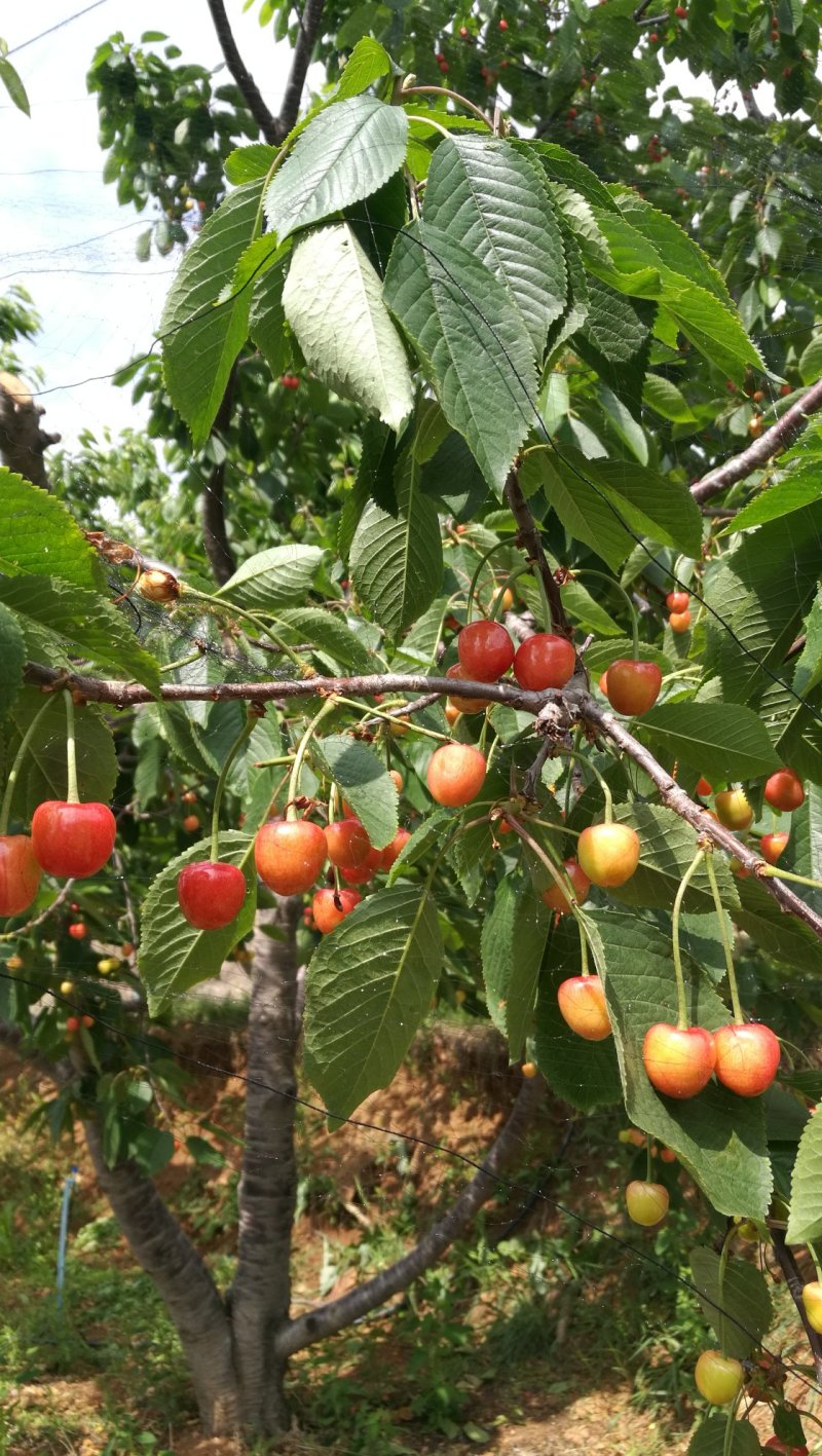 沂蒙山蒙阴陆地樱桃一件代发