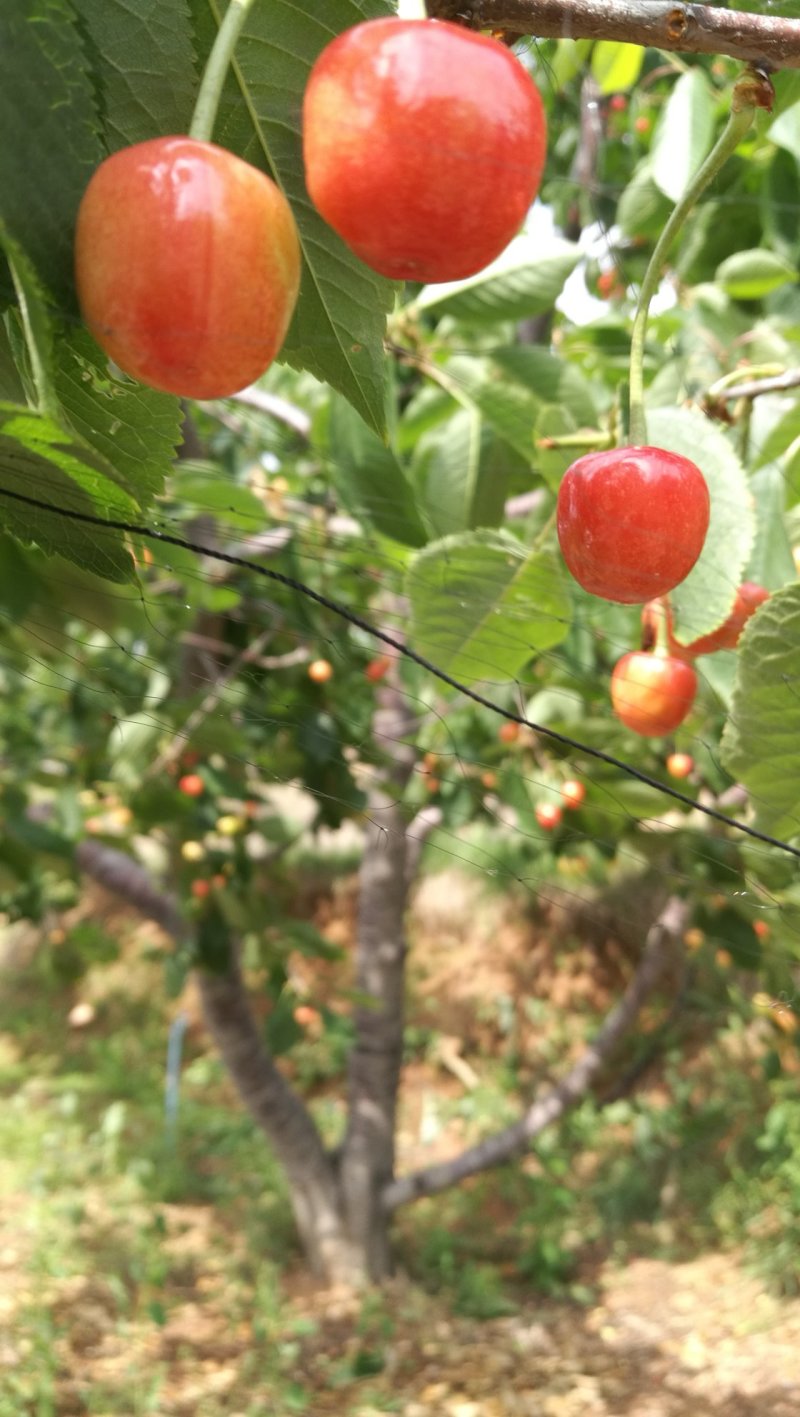 沂蒙山蒙阴陆地樱桃一件代发