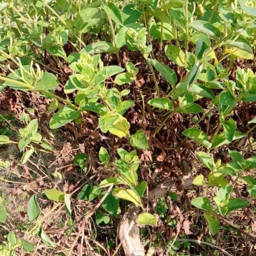 金银花大树，价格优惠，到手赚钱