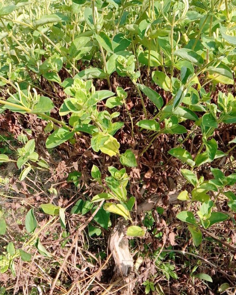 金银花大树，价格优惠，到手赚钱