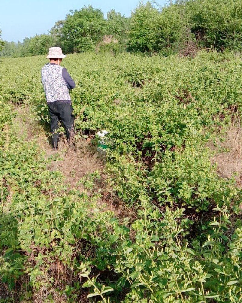 金银花大树，价格优惠，到手赚钱