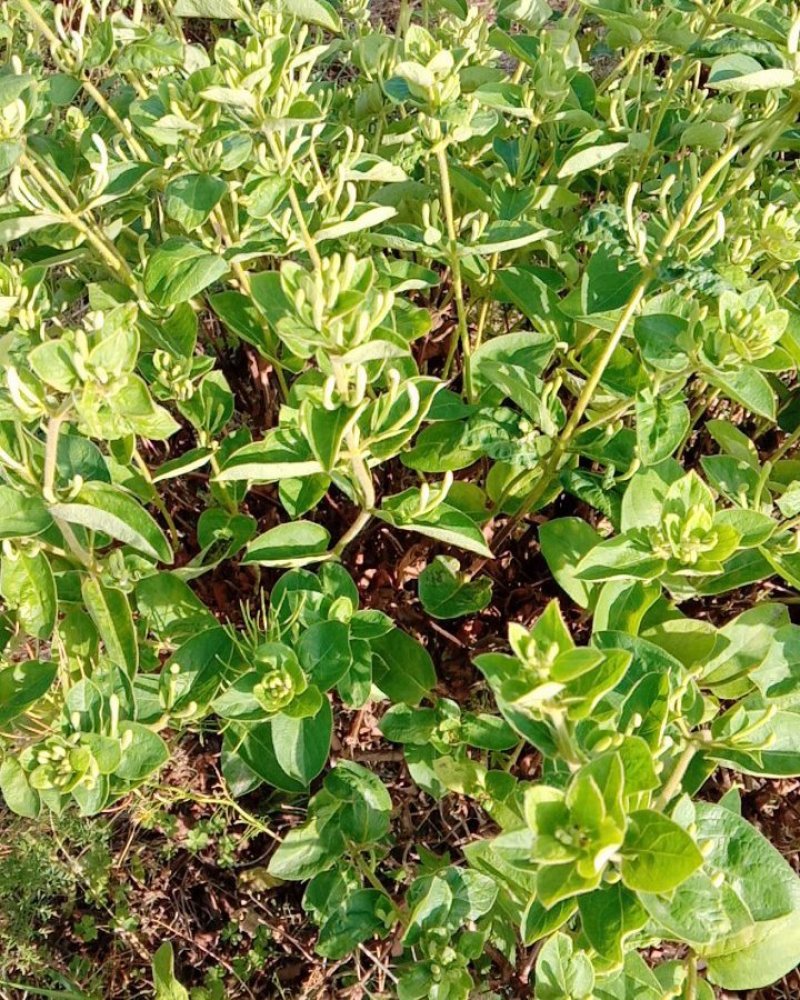 金银花大树，价格优惠，到手赚钱