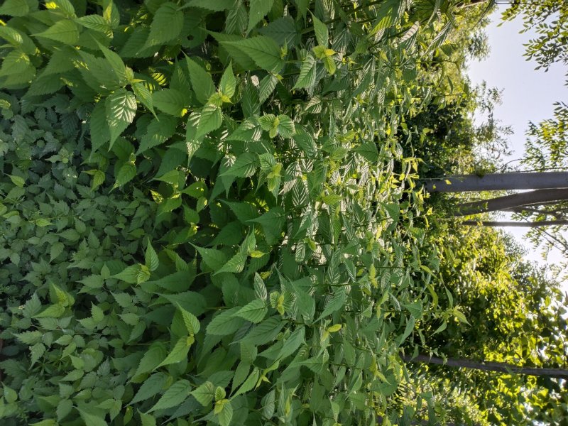 棣棠，棣棠花苗圃常年大量出售(大量供应一棣棠花)