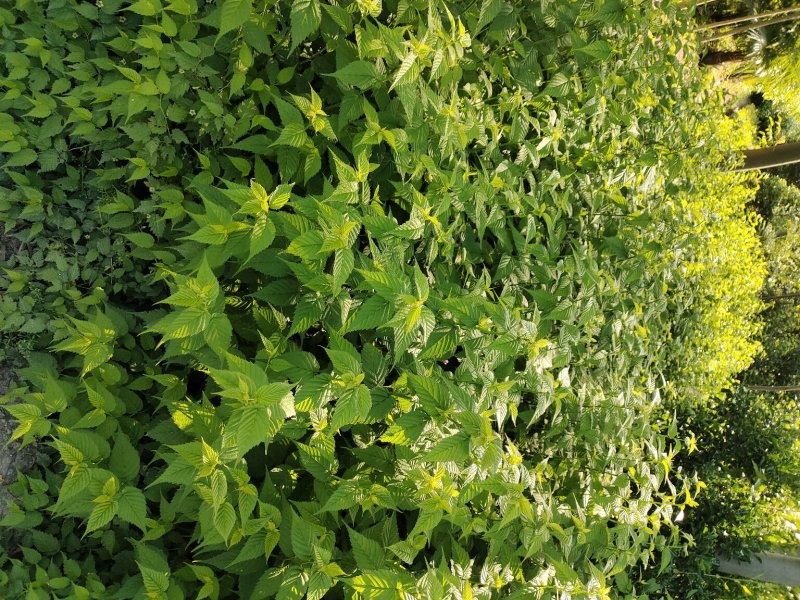 棣棠，棣棠花苗圃常年大量出售(大量供应一棣棠花)
