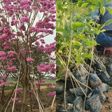 紫花多花风铃木
