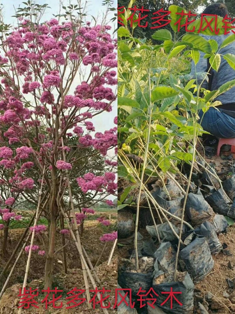 紫花多花风铃木
