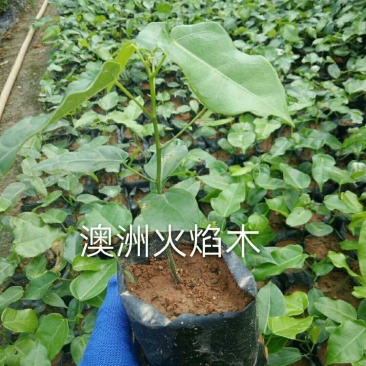 澳洲火焰木