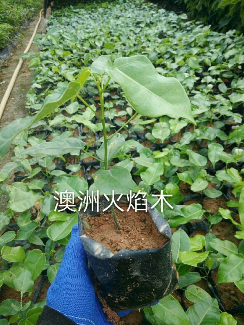 澳洲火焰木