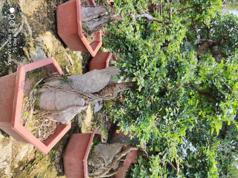 榆树盆景高50到1米福建漳州花卉种植基地
