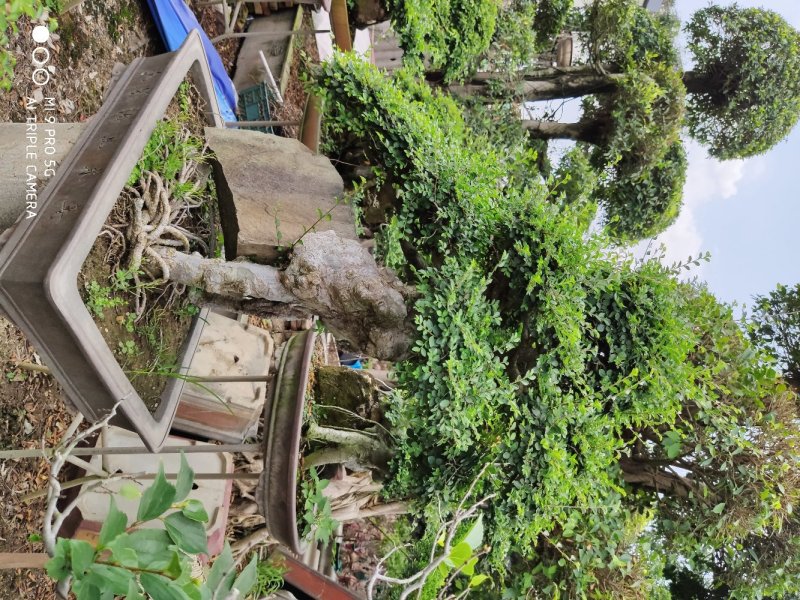 榆树盆景高50到1米福建漳州花卉种植基地
