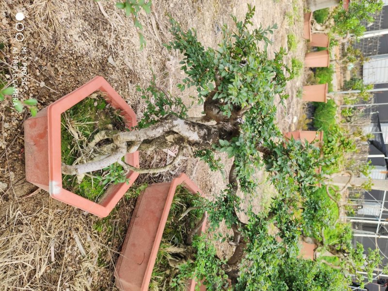榆树盆景高50到1米福建漳州花卉种植基地