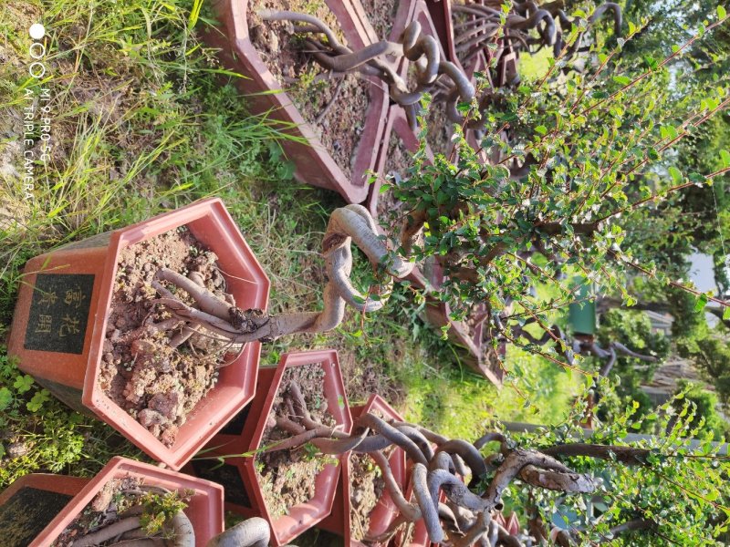 榆树盆景高50到1米福建漳州花卉种植基地