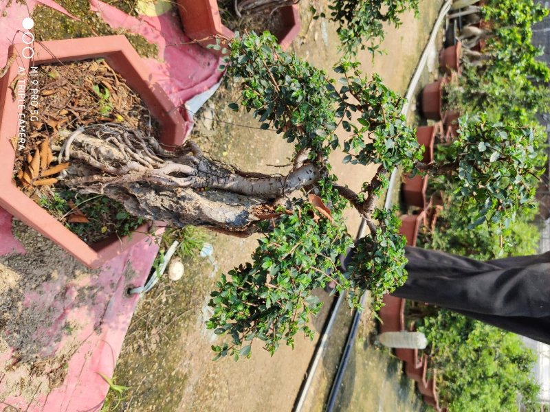 榆树盆景高50到1米福建漳州花卉种植基地