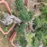 榆树盆景高50到1米福建漳州花卉种植基地
