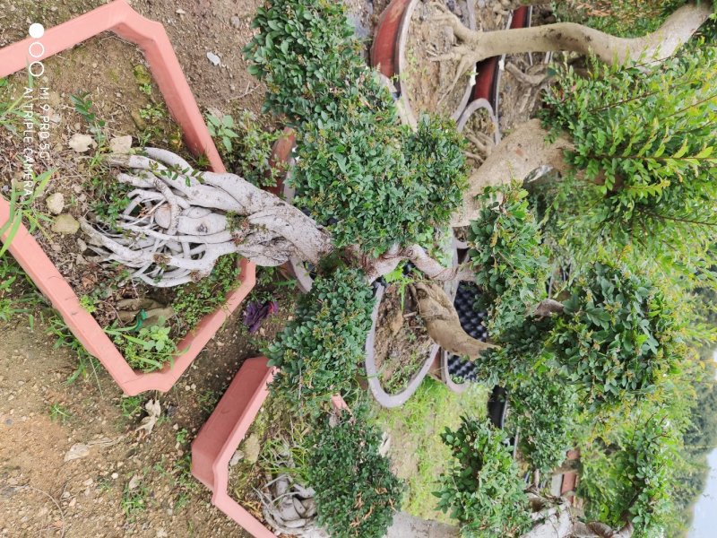 榆树盆景高50到1米福建漳州花卉种植基地