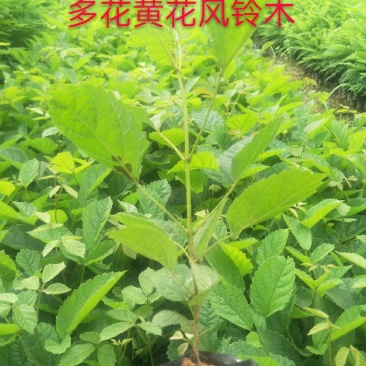 黄花多花风铃木