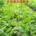 黄花多花风铃木