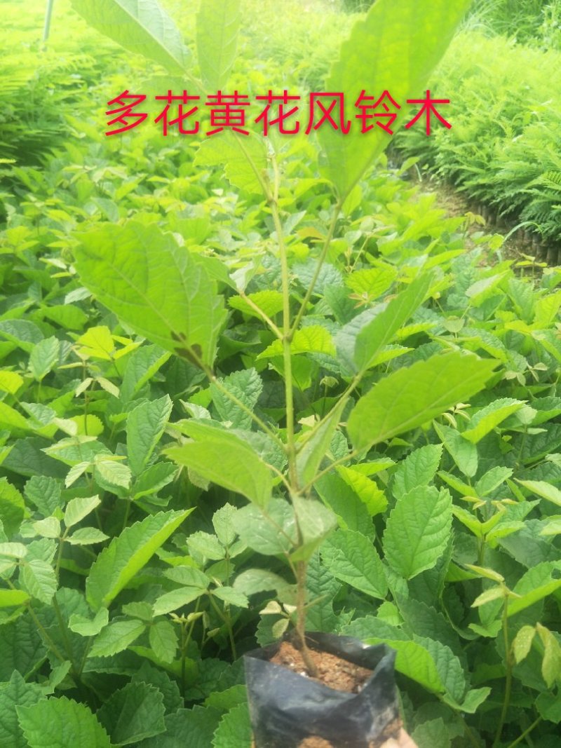 黄花多花风铃木