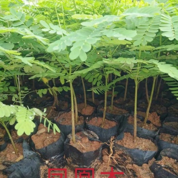 凤凰木