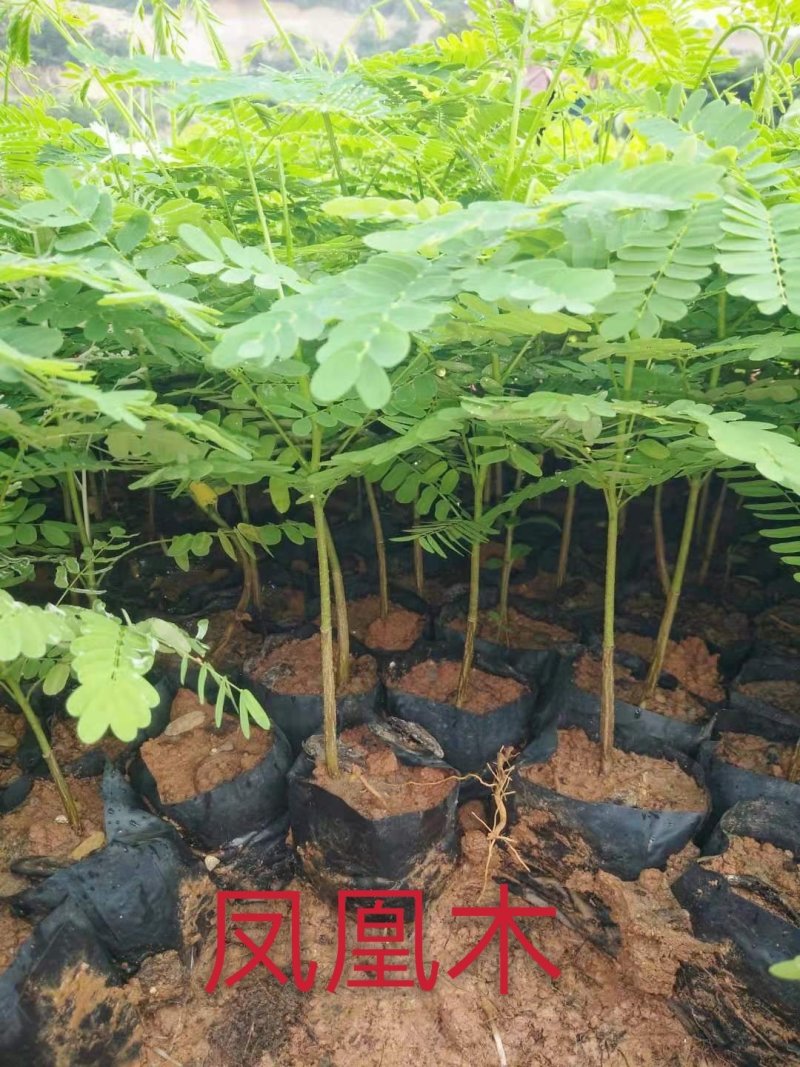凤凰木