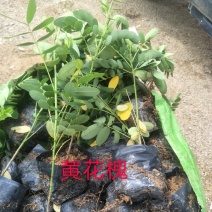 黄花槐