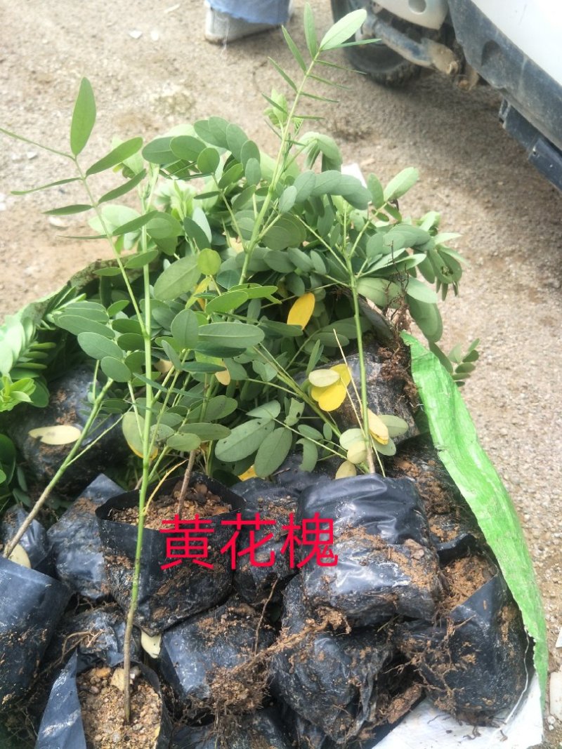黄花槐
