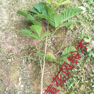黄少花风铃木供应各种规格地苗移植苗都有