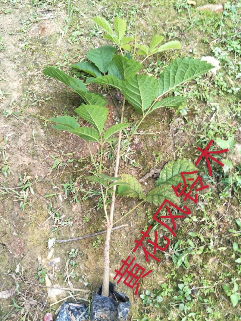 黄少花风铃木供应各种规格地苗移植苗都有