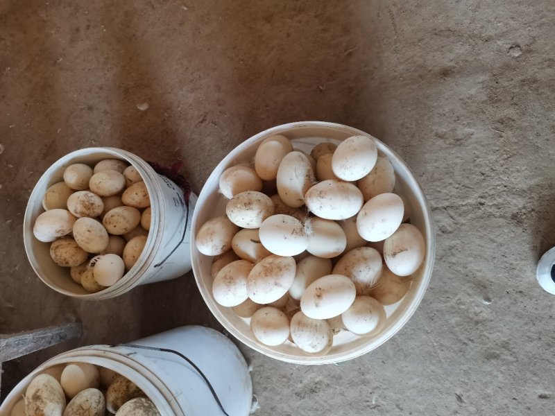 麻鸭种蛋北京填鸭种蛋樱桃谷肉芽种蛋，四喜鸭种蛋，