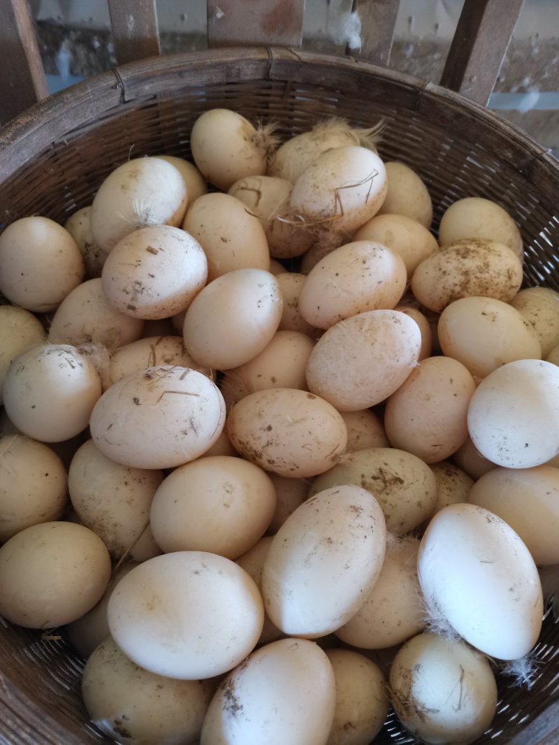 麻鸭种蛋北京填鸭种蛋樱桃谷肉芽种蛋，四喜鸭种蛋，