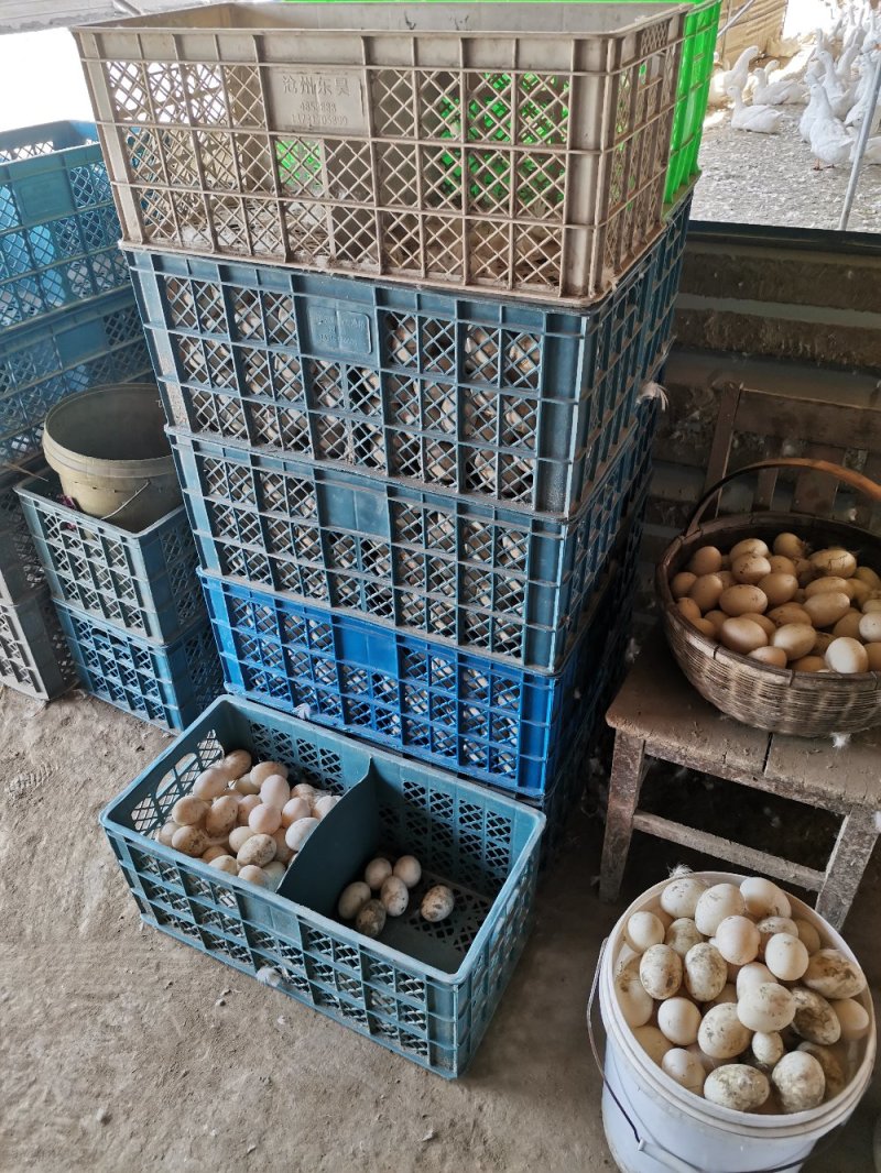 麻鸭种蛋北京填鸭种蛋樱桃谷肉芽种蛋，四喜鸭种蛋，