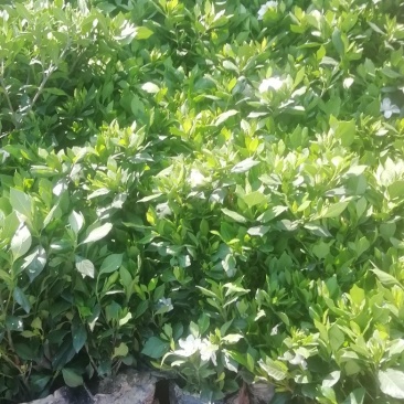 栀子花杯苗和大量茉莉花夜来香大量有货.需要的老板请联系我