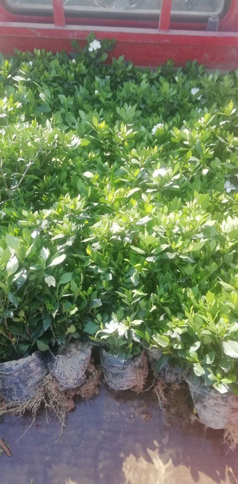 栀子花杯苗和大量茉莉花夜来香大量有货.需要的老板请联系我