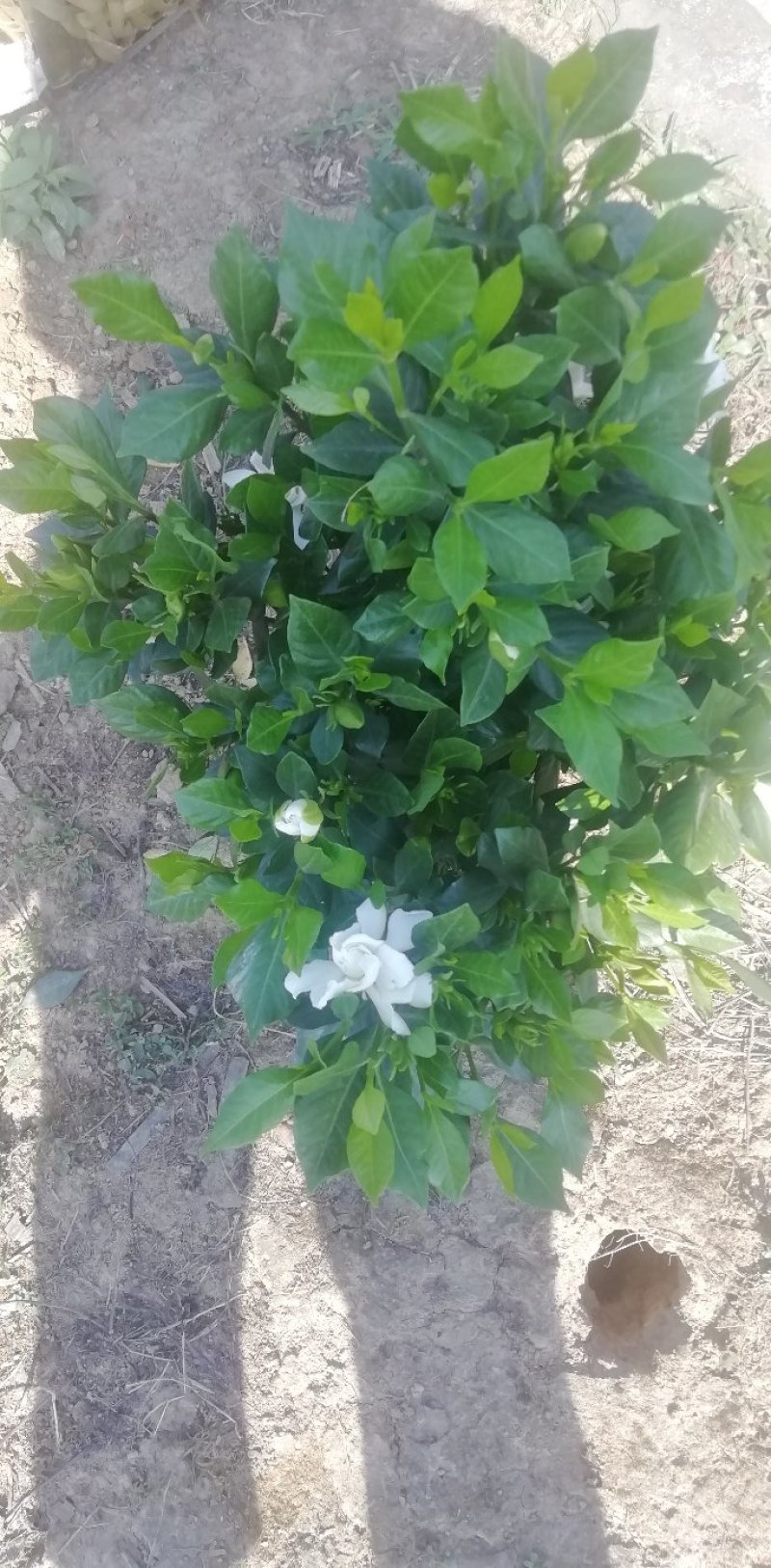 栀子花杯苗和大量茉莉花夜来香大量有货.需要的老板请联系我