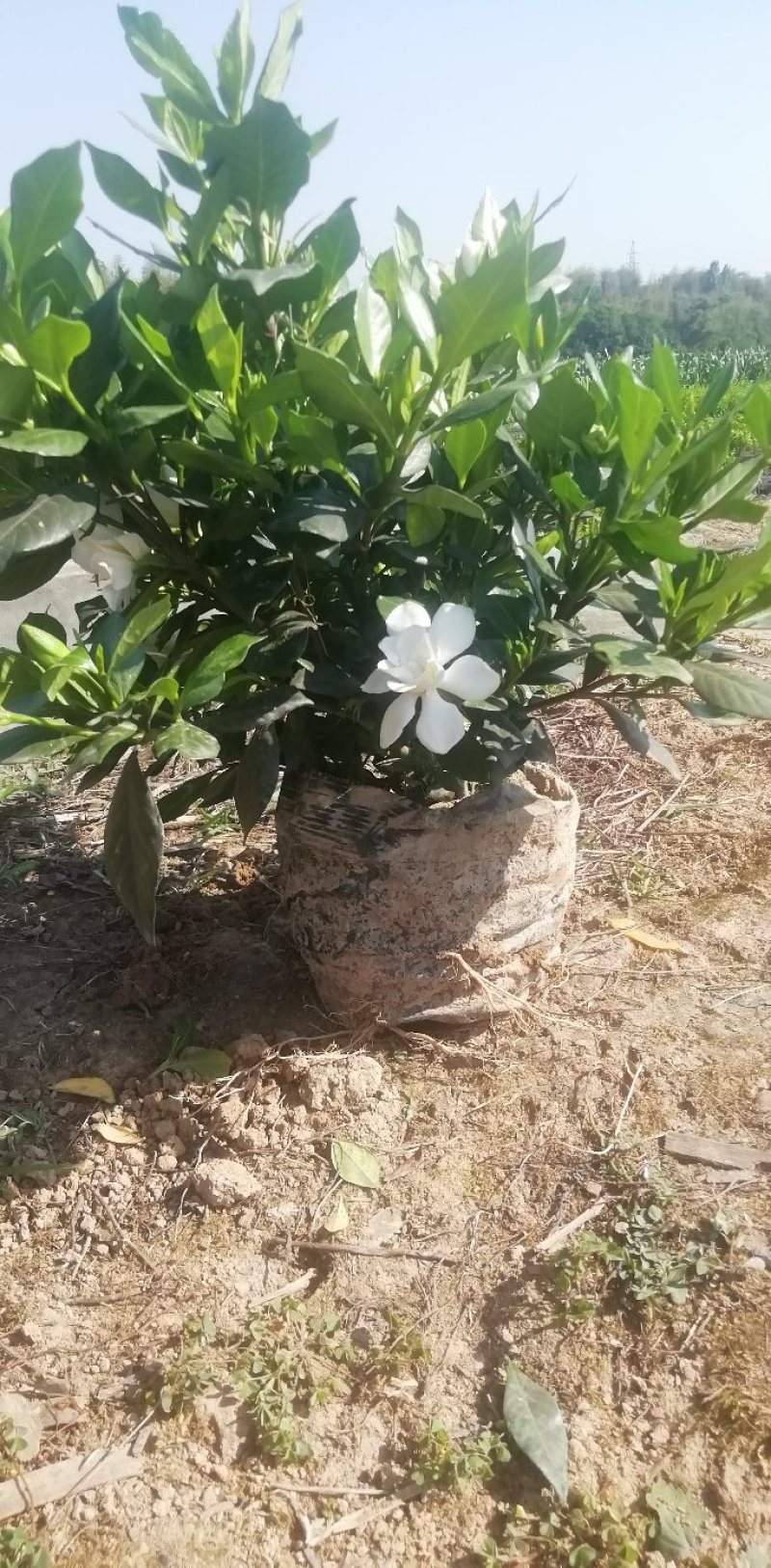 栀子花杯苗和大量茉莉花夜来香大量有货.需要的老板请联系我