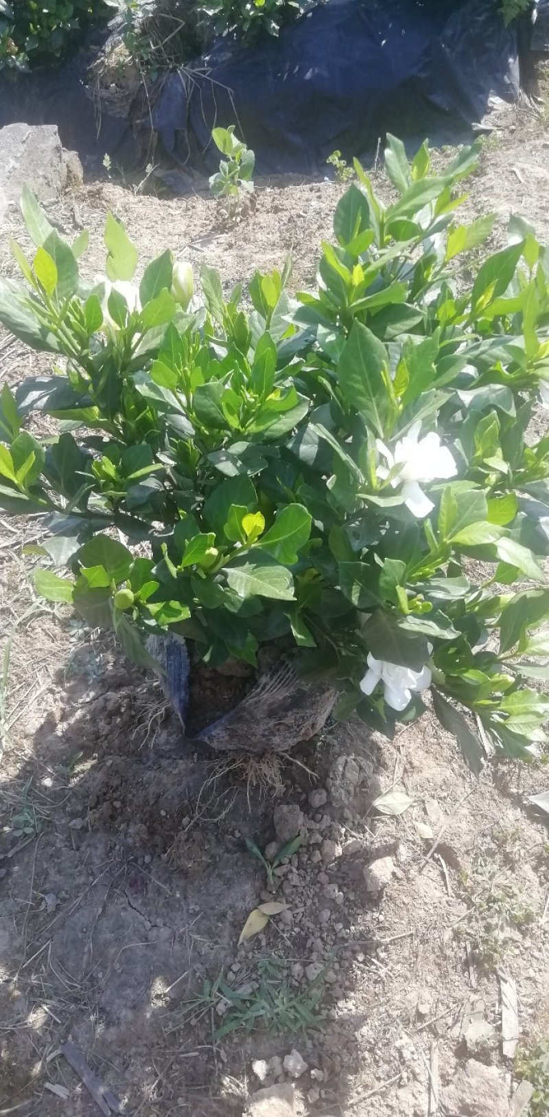 栀子花杯苗和大量茉莉花夜来香大量有货.需要的老板请联系我