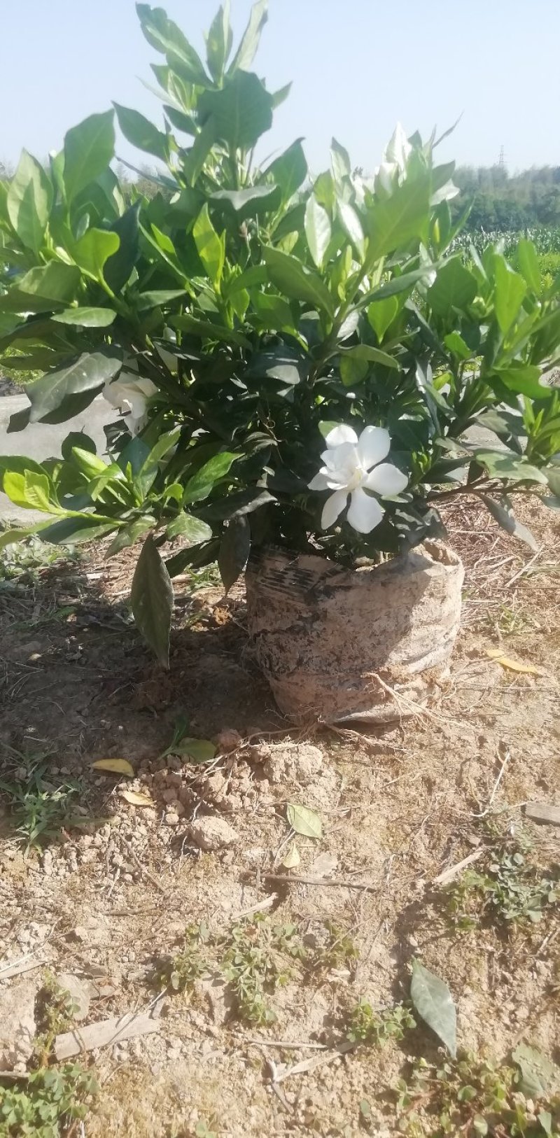 栀子花杯苗和大量茉莉花夜来香大量有货.需要的老板请联系我