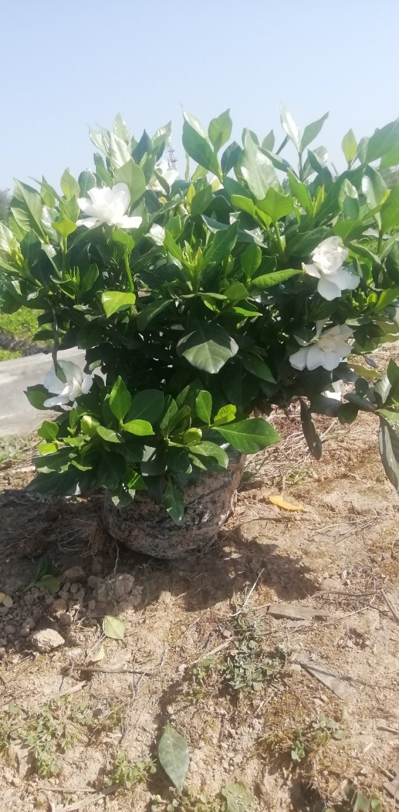 栀子花杯苗和大量茉莉花夜来香大量有货.需要的老板请联系我