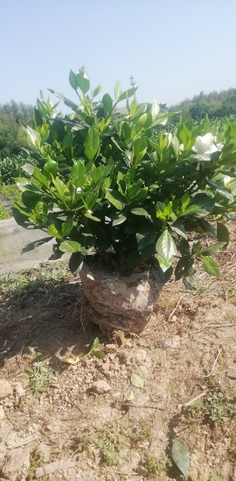 栀子花杯苗和大量茉莉花夜来香大量有货.需要的老板请联系我