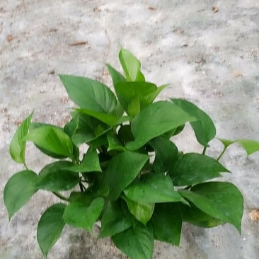 180青叶绿萝B货，帽大叶绿，室内观叶植吸甲醛，不含运费