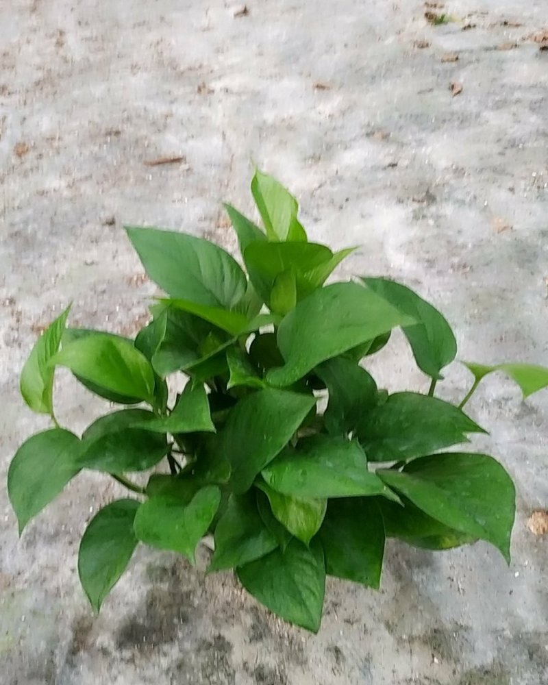 180青叶绿萝B货，帽大叶绿，室内观叶植吸甲醛，不含运费