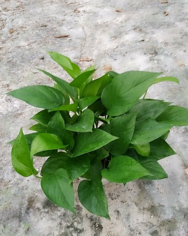 180青叶绿萝B货，帽大叶绿，室内观叶植吸甲醛，不含运费