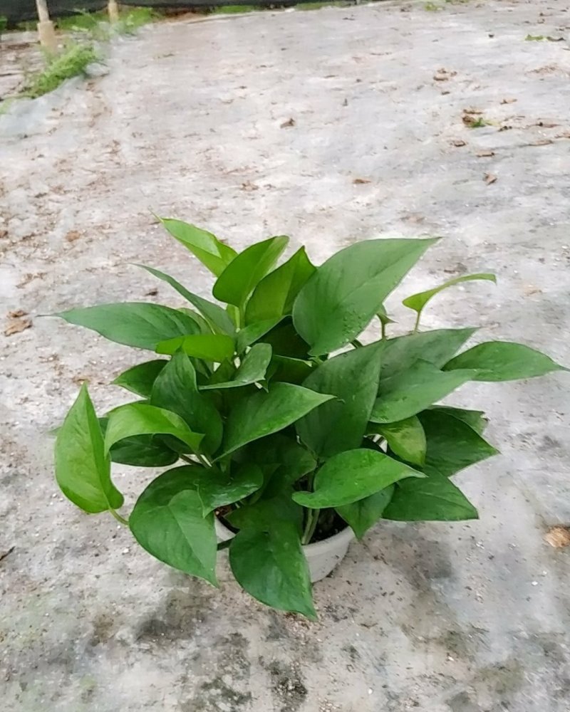 180青叶绿萝B货，帽大叶绿，室内观叶植吸甲醛，不含运费
