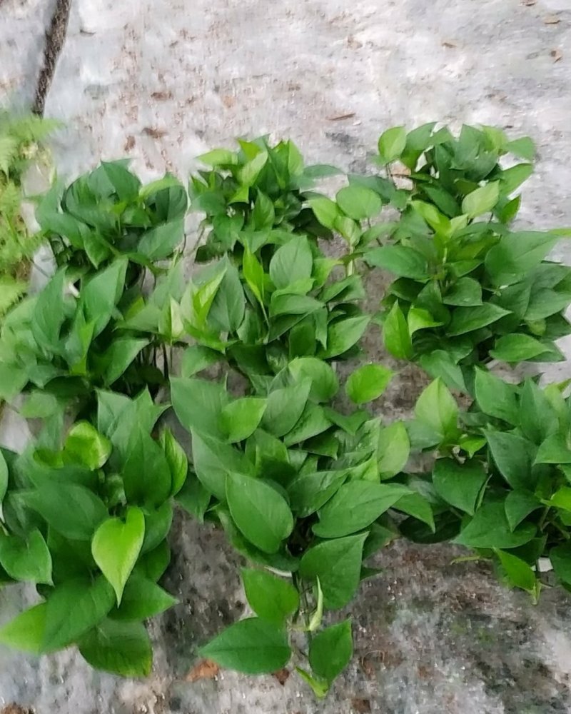 180青叶绿萝B货，帽大叶绿，室内观叶植吸甲醛，不含运费