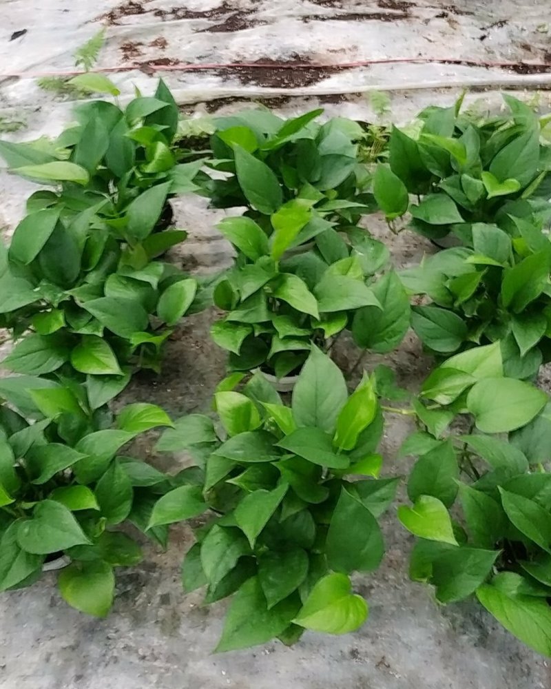 180青叶绿萝B货，帽大叶绿，室内观叶植吸甲醛，不含运费