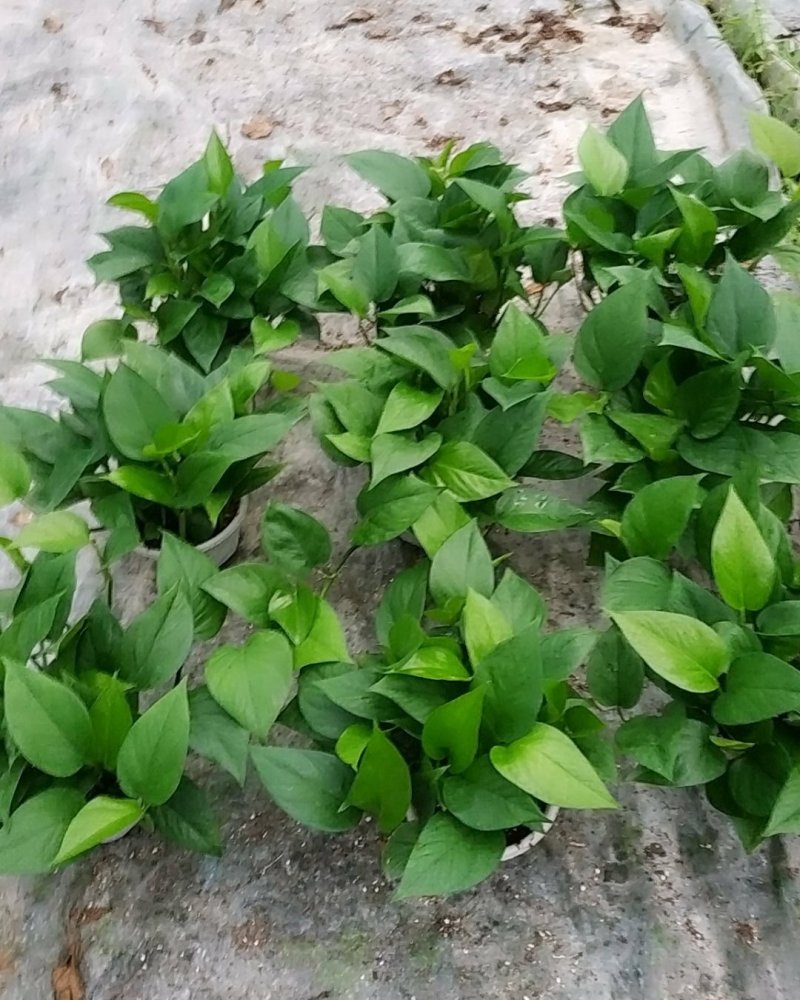 180青叶绿萝B货，帽大叶绿，室内观叶植吸甲醛，不含运费