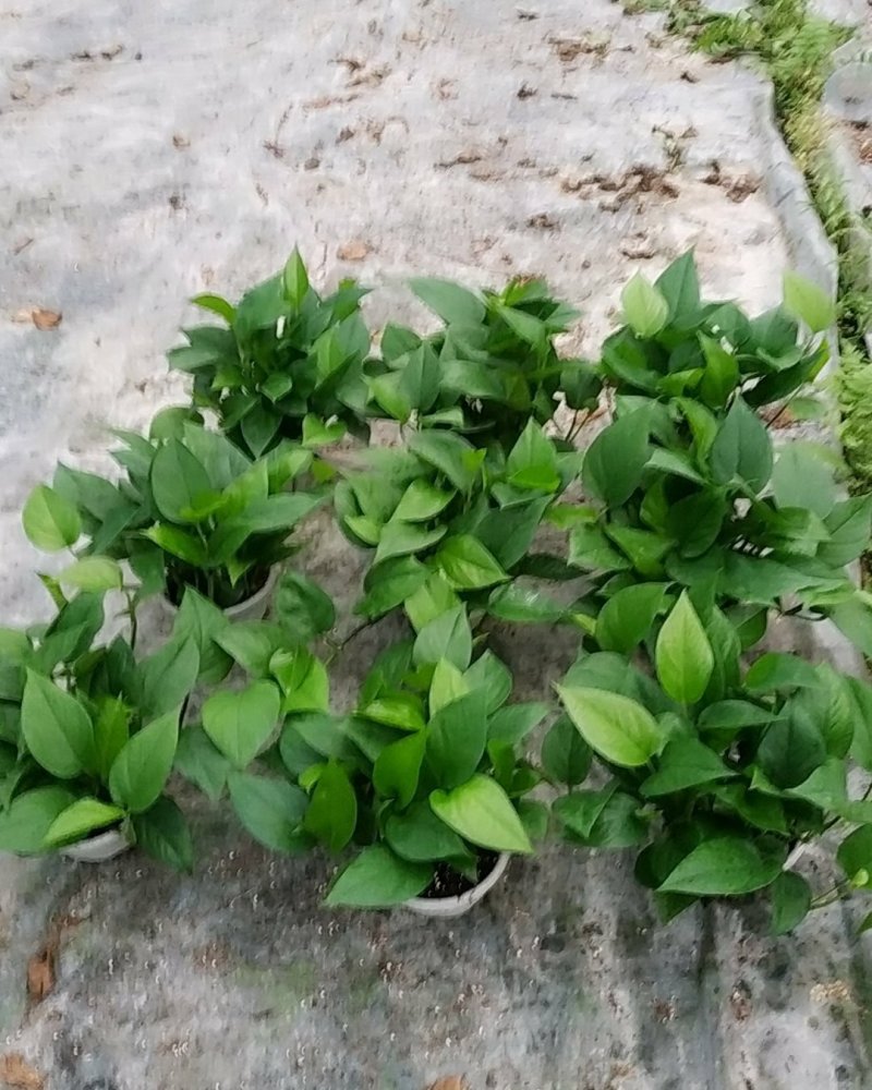 180青叶绿萝B货，帽大叶绿，室内观叶植吸甲醛，不含运费