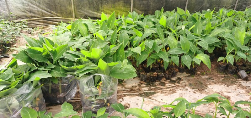 复绿香蕉香蕉苗巴西香蕉无菌催芽农科院种苗